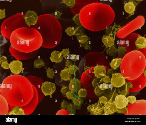 Blood Cells And Platelets