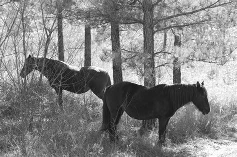 Wild Horses In Eastern Kentucky Horses Wild Horses Historical Pictures