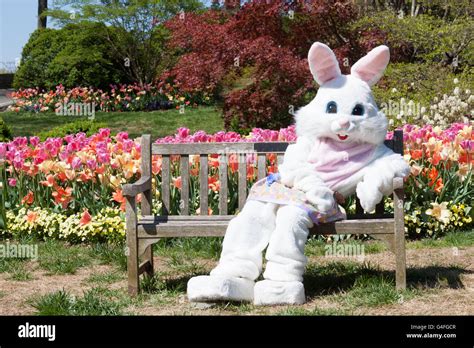 Easter Bunny On A Bench Stock Photo Alamy