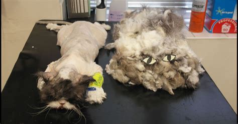 Abandoned Cat Feeling Purr Fect After Emergency Haircut To Remove Two Bagfuls Of Fur Mirror Online