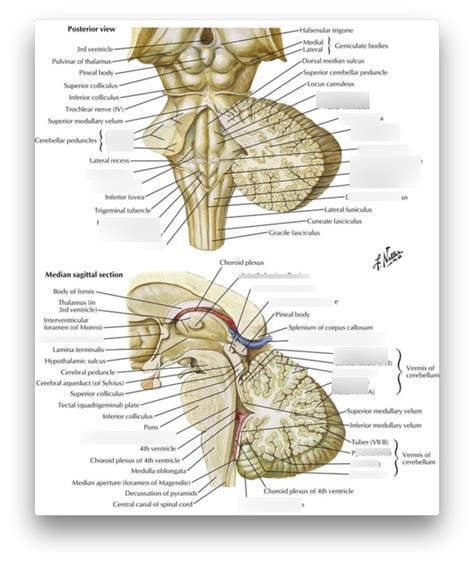 Fourth Ventricle And Cerebellum Diagram Quizlet