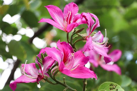 Bauhinia X Blakeana Hong Kong Orchid Tree