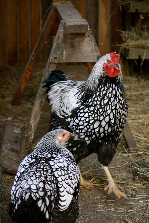Silver Laced Wyandotte Backyard Chickens