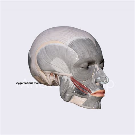 Zygomaticus Major Facial Muscles Head And Neck Anatomy App