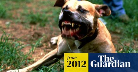 Bark But No Bite Dangerous Dogs Act In Spotlight As Attacks Rise