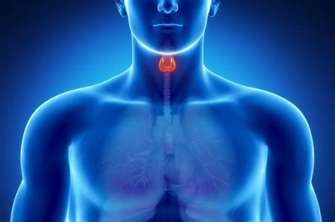 Three Common Thyroid Problems Raleigh Medical Group