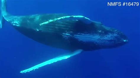 Underwater Footage Of Humpback Whales Reveals Penis Extrusion Youtube