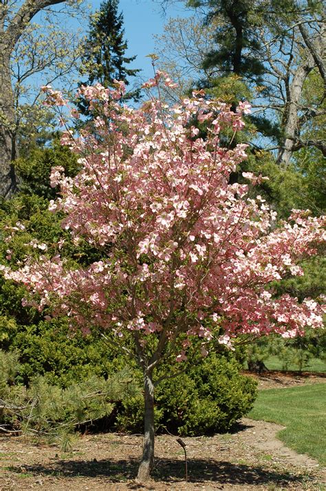 12 Beautiful Dogwood Trees And Shrubs Dogwood Tree Landscaping Front