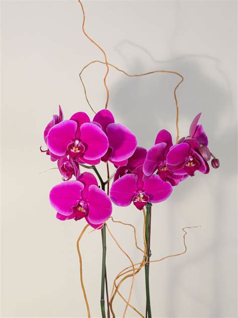 Purple Orchid Delivery Los Angeles Ca French Florist