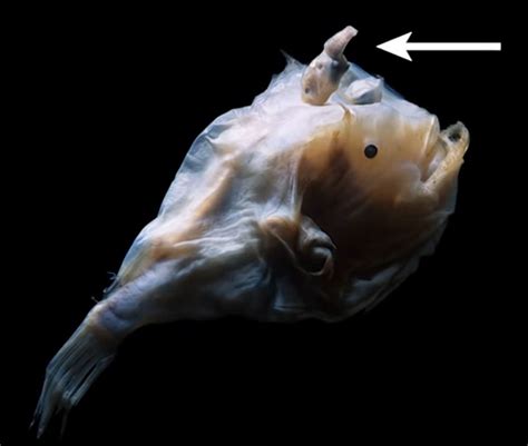 Anglerfish Mating Sexual Parasitism Deep Sea Anglerfish Evolved A