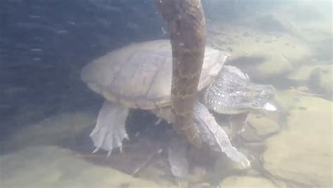 Snapping Turtle Eats Water Snake Alive Field And Stream