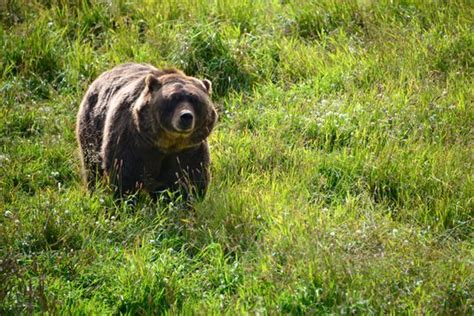 Does A 12 Foot Grizzly Bear Exist