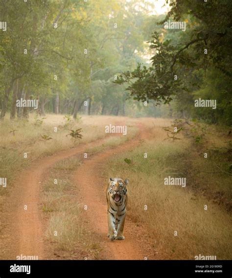 Tiger On A Prowl Stock Photo Alamy