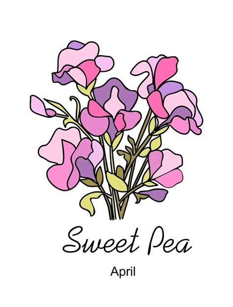 Sweet Pea April Birth Month Flower Vector Art Stock Illustration
