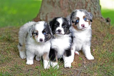Toy Aussie And Mini Aussie Shepherd Puppy Breeder In Michigan
