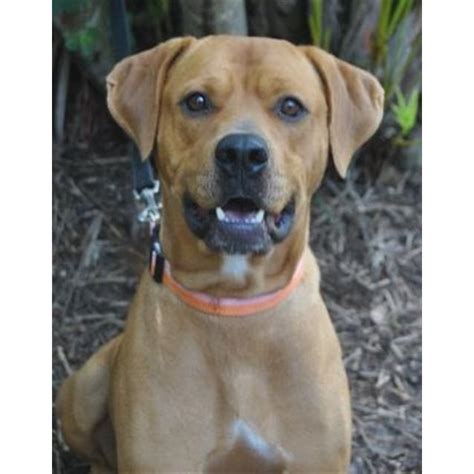 Elly Large Female Rhodesian Ridgeback X Rottweiler Mix Dog In Qld