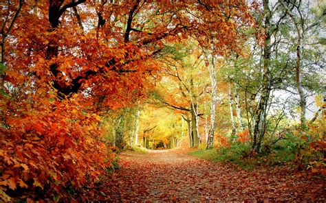 Download Wallpaper 2560x1600 Path Autumn Trees Oak Birches Leaves