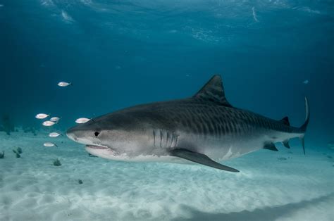 Baby Tiger Sharks Are Eating Sparrows And Woodpeckers Discover Magazine