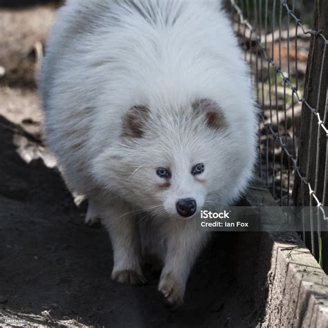 Albino Tanuki Stock Photo Download Image Now Raccoon Albino