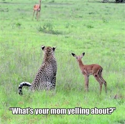 Get The Luxury Funny Animal Joke Pictures Hilarious Pets Pictures
