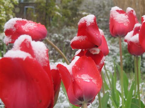 Tulips In The Snow Photograph By Rita Hicks Fine Art America