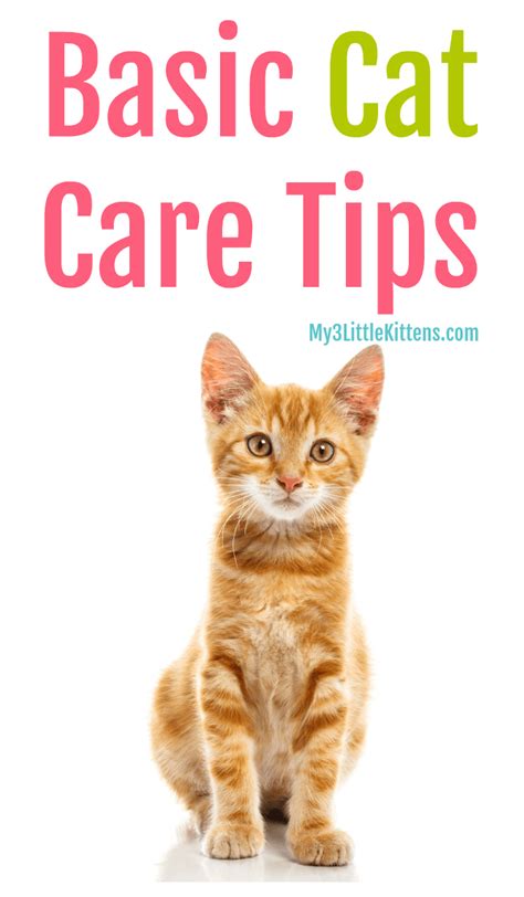 Important Basic Cat Care Tips My 3 Little Kittens