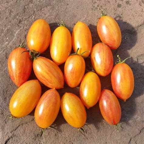 Artisan Blush Tiger Tomato Seeds Buy Online At Chili Shop Com