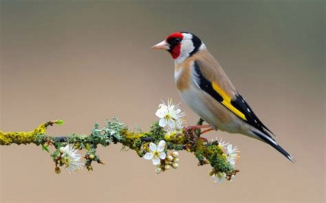 European Goldfinch The Melodious Song Bird