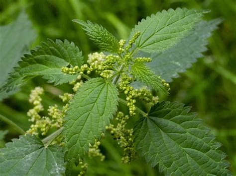 How Long Do Stinging Nettle Stings Last A Comprehensive Guide