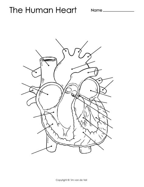 Human Heart Diagram Unlabeled Tims Printables