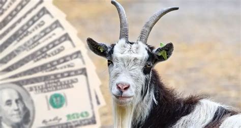 How Much Does A Goat Cost 2022 Cost Breakdown Beyond The Treat 2022