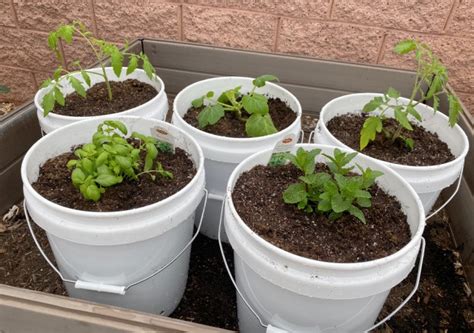 How To Garden With 5 Gallon Buckets Kitovet