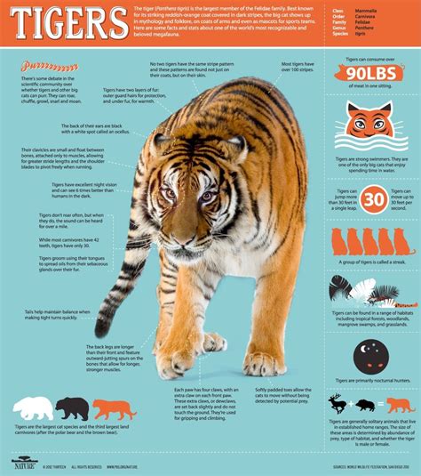 Inforgraphic Tiger Facts Siberian Tiger All About Tigers