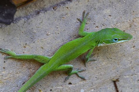 Lizards And Anoles Heatherandkyle