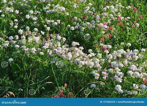 Securigera Varia Coronilla Varia Purple Crown Vetch Blooming Flowers