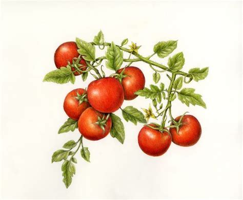 Download 12,045 tomato plant clip art and illustrations. Pin by Louise Frahm-Arp on Botanical art | Plant illustration