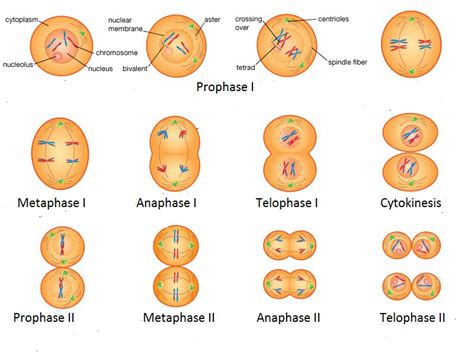 Biología Celular Meiosis