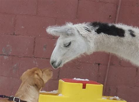 29:20 gina ryder and dynamite battling in ring85% like8 years ago. Labrador meets Llama | Bucky, a one-year-old Labrador that ...