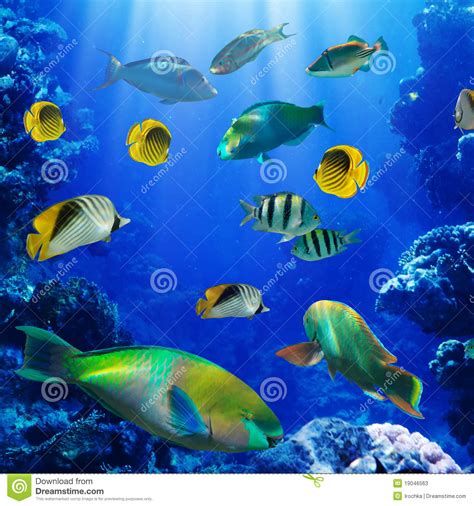 Tropical Fish In Coral Reef Stock Image Image Of Ocean