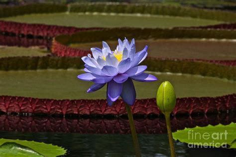 Tropical Water Lilies Photograph By Byron Varvarigos Fine Art America