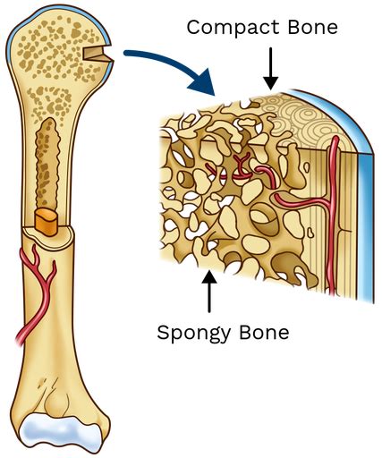 Compact And Spongy Bone Labster