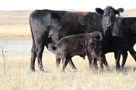 general management considerations to increase the proportion of early calving heifers and cows