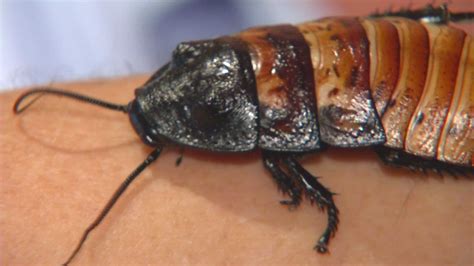 How About A Hissing Cockroach For Valentines Day Get It At The Bronx