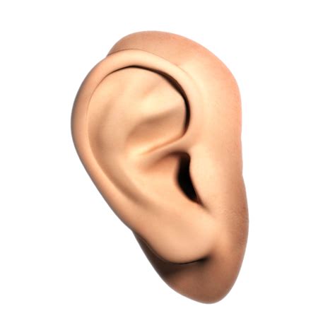 Ear Png Transparent Image Download Size 800x800px