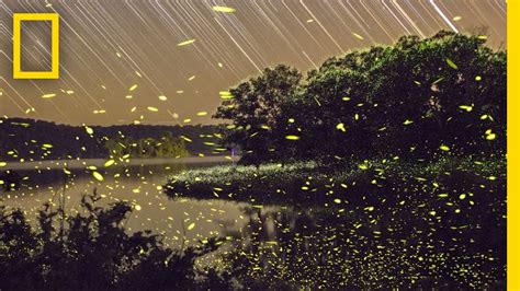 Enchanting Fireflies Paint the Sky | Short Film Showcase - YouTube