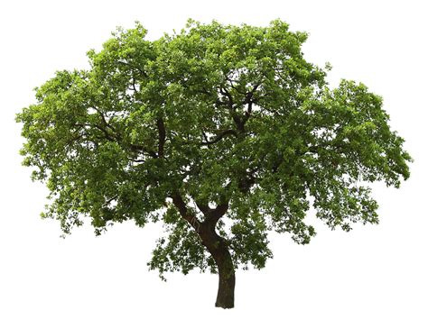 Tree Png Image