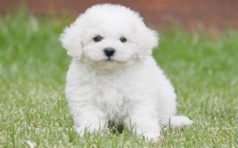 Bichon Frise Puppies Behavior And Characteristics In Different Months