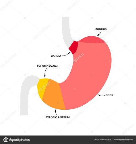 Stomach Structure Poster Upper Abdomen Sections Fundus Body Antrum
