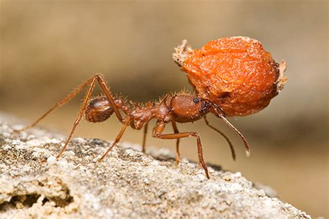 Texas Leaf Cutting Ant Insects In The City