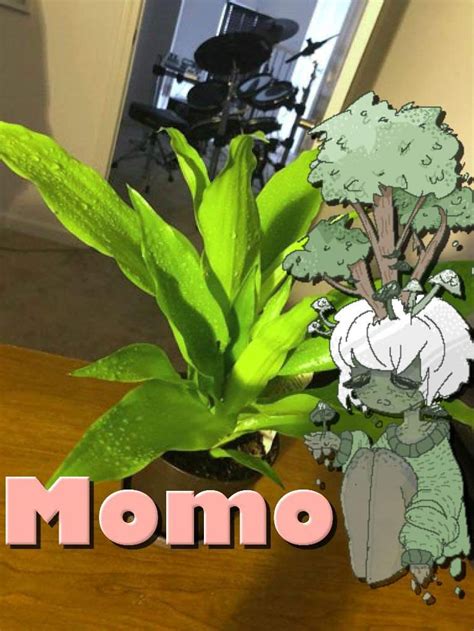 92 Coryxkenshin Momo Plant Fanart Cayley Rylie